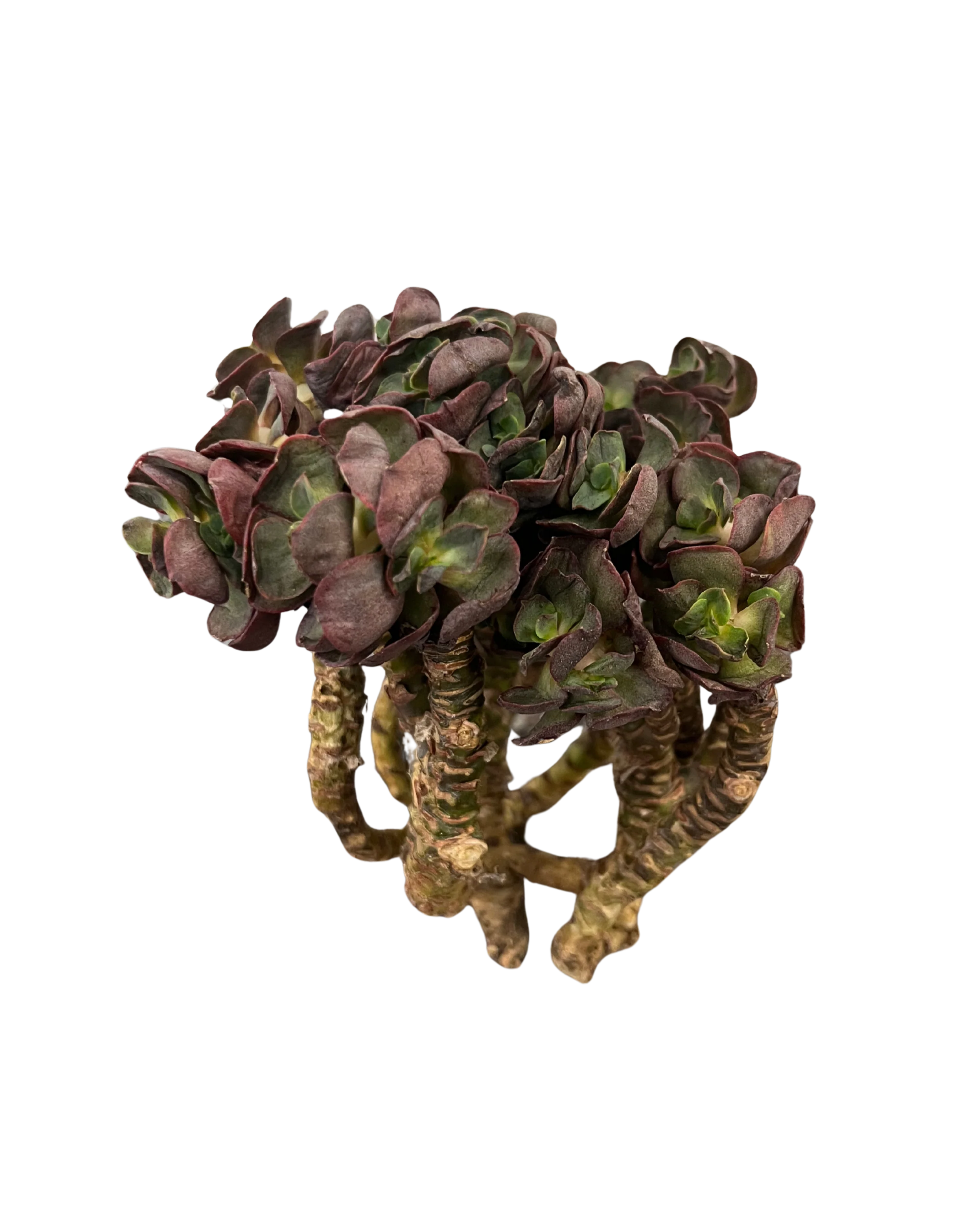 Echeveria Suyon - Image 5