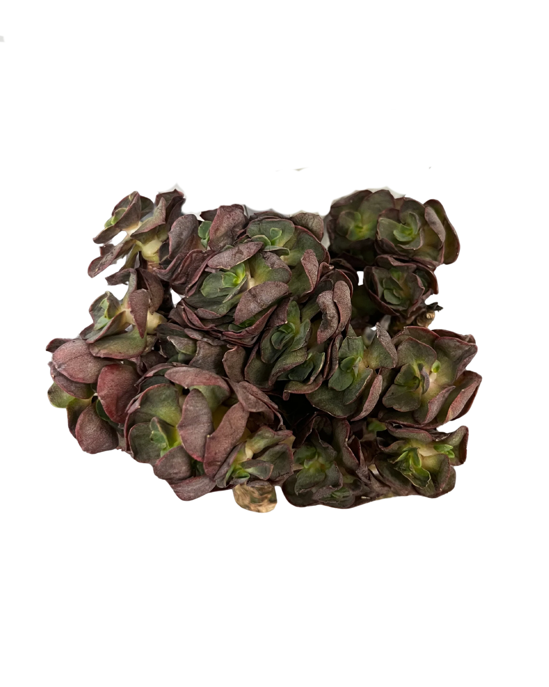 Echeveria Suyon - Image 6