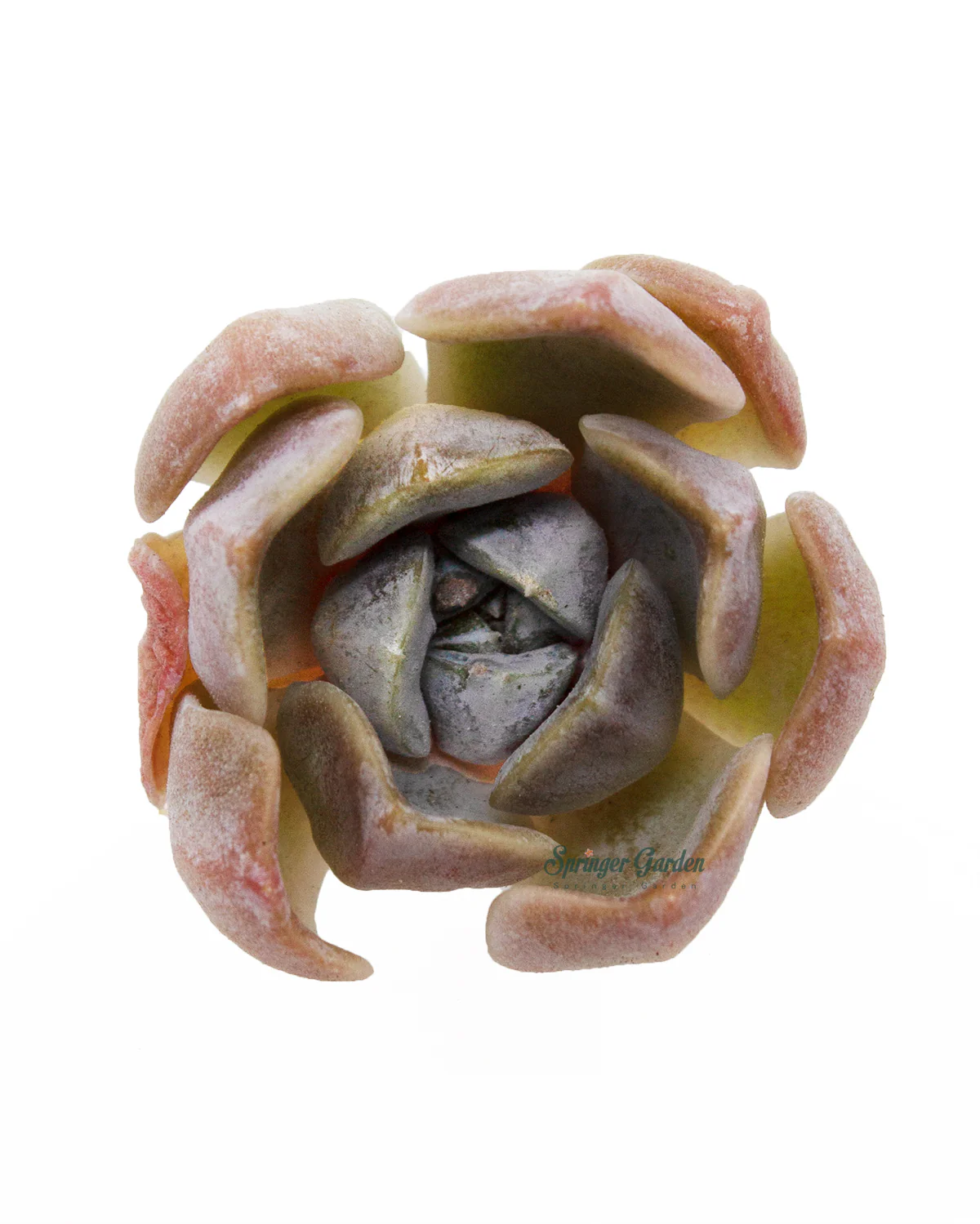 Echeveria Tainyberger - Image 3