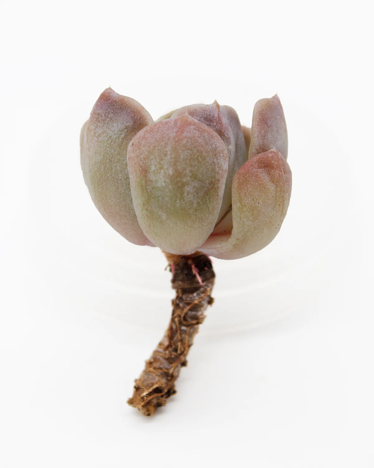 Echeveria Tainyberger - Image 4