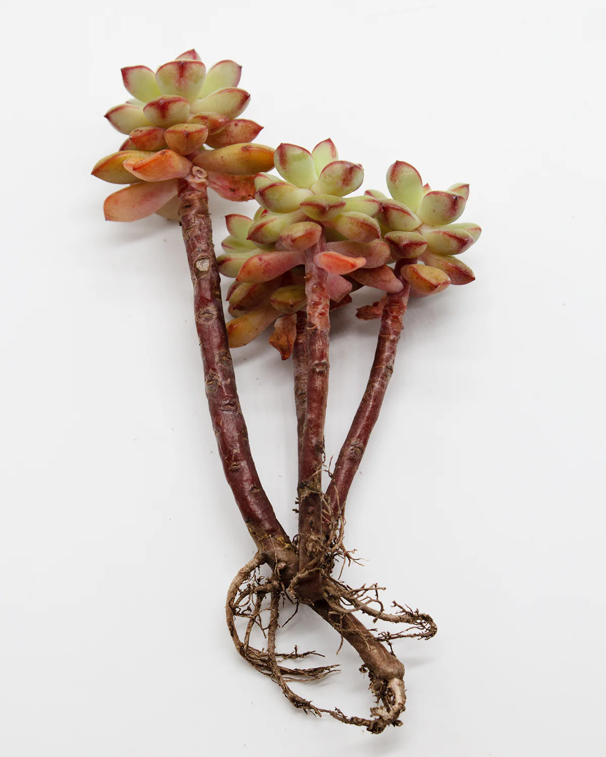 Echeveria Tango Variegated - Image 2