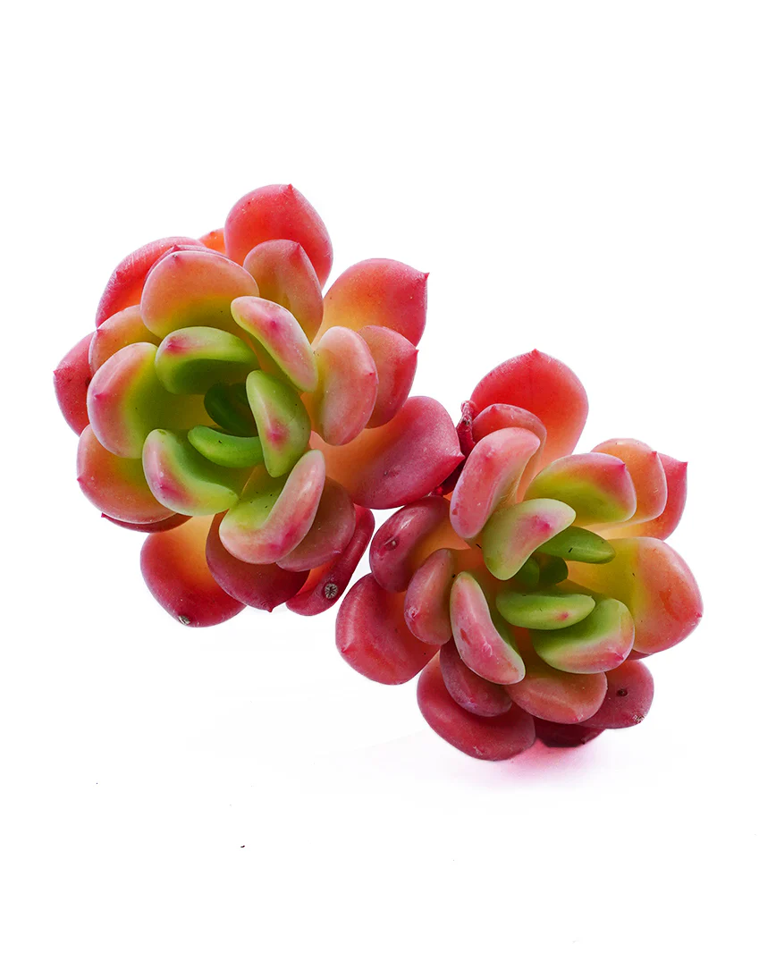 Echeveria Tetra Gem - Image 3