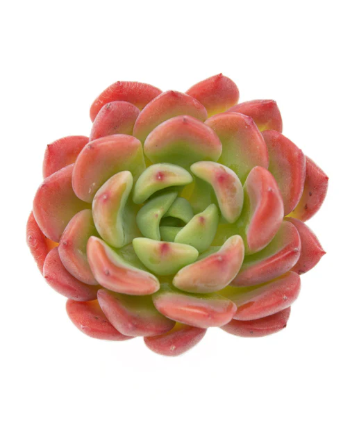 Echeveria Tetra Gem - Image 4