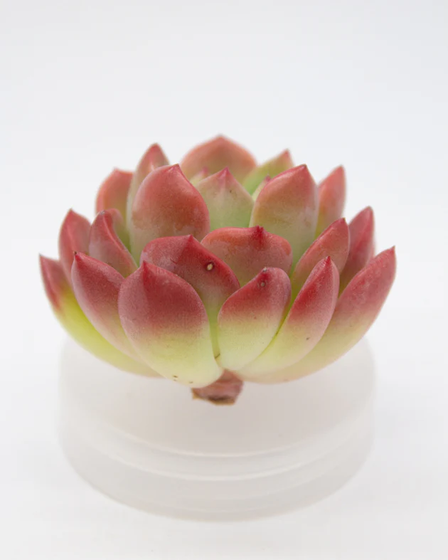 Echeveria Tetra Gem - Image 5
