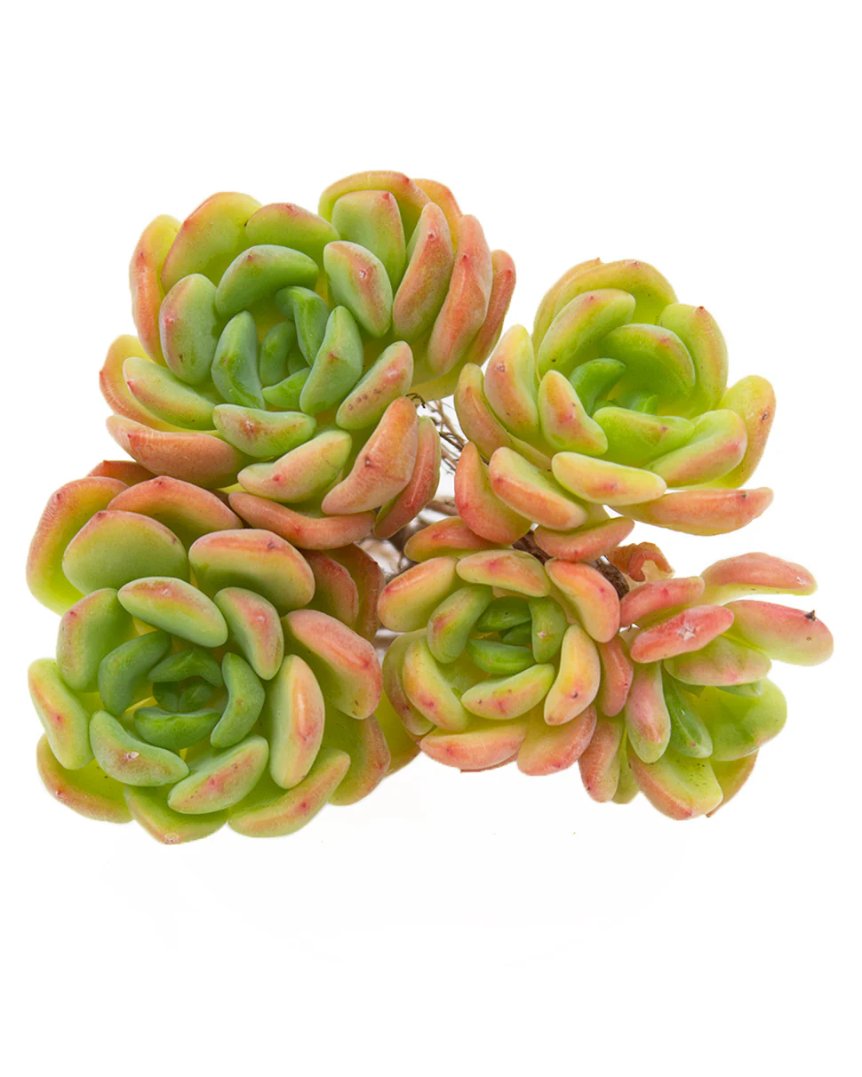 Echeveria Tetra Gem - Image 6