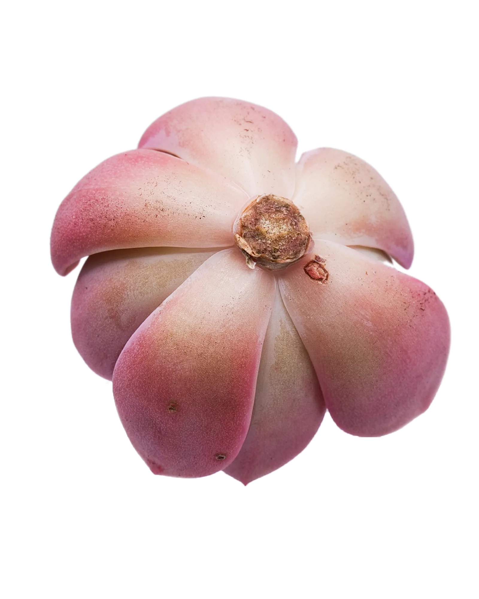 Echeveria Tinkerbell - Image 2