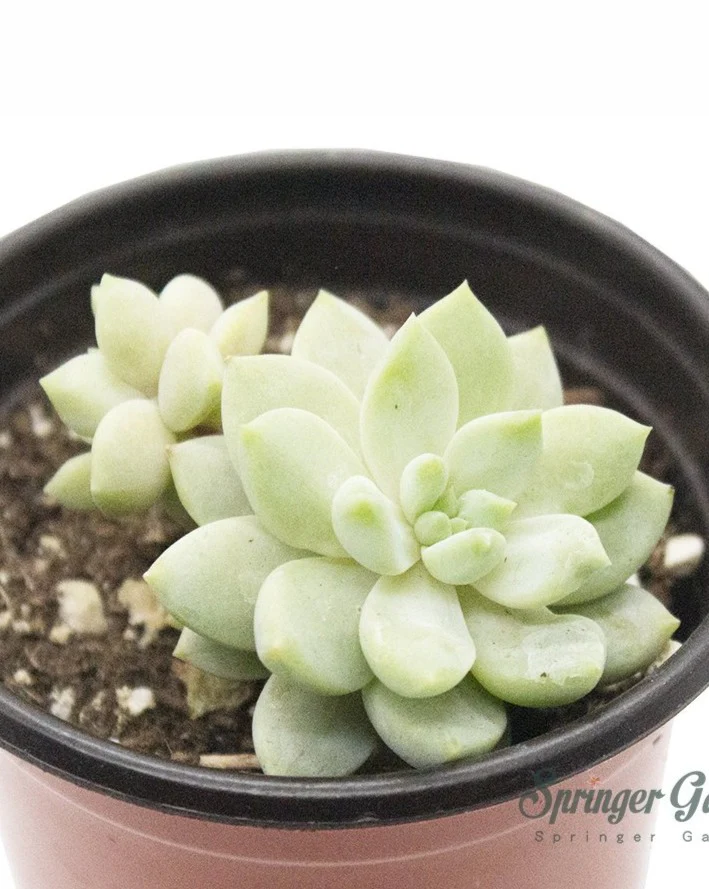 Echeveria Tolimanensis - Image 2