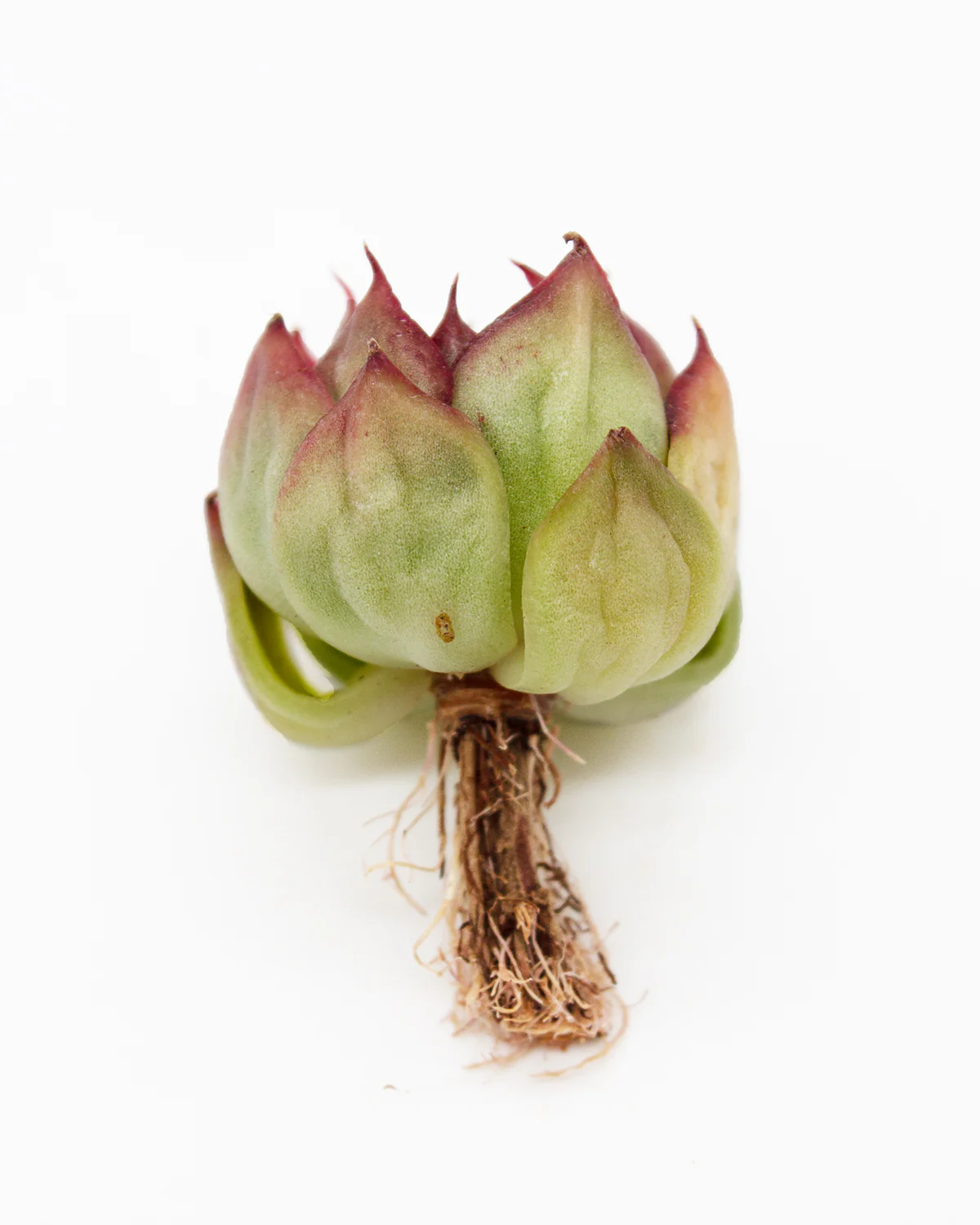 Echeveria Torin - Image 2