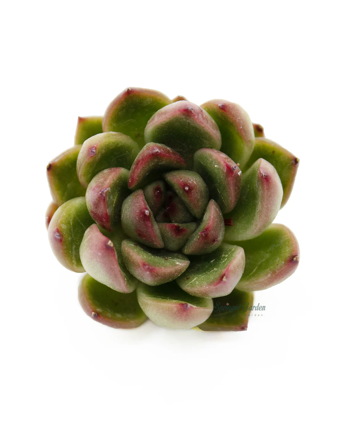 Echeveria Torin - Image 3