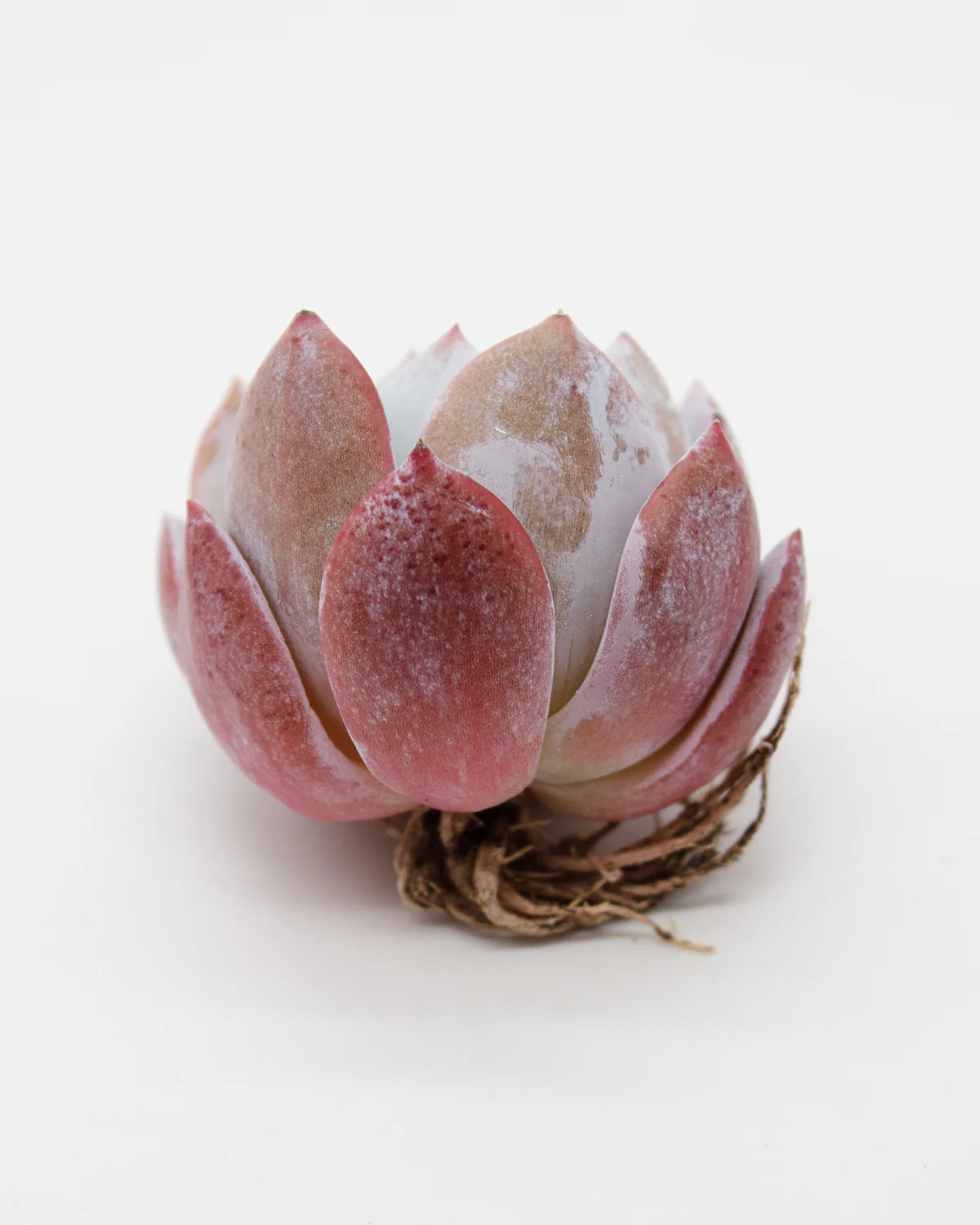Echeveria Trumso - Image 2