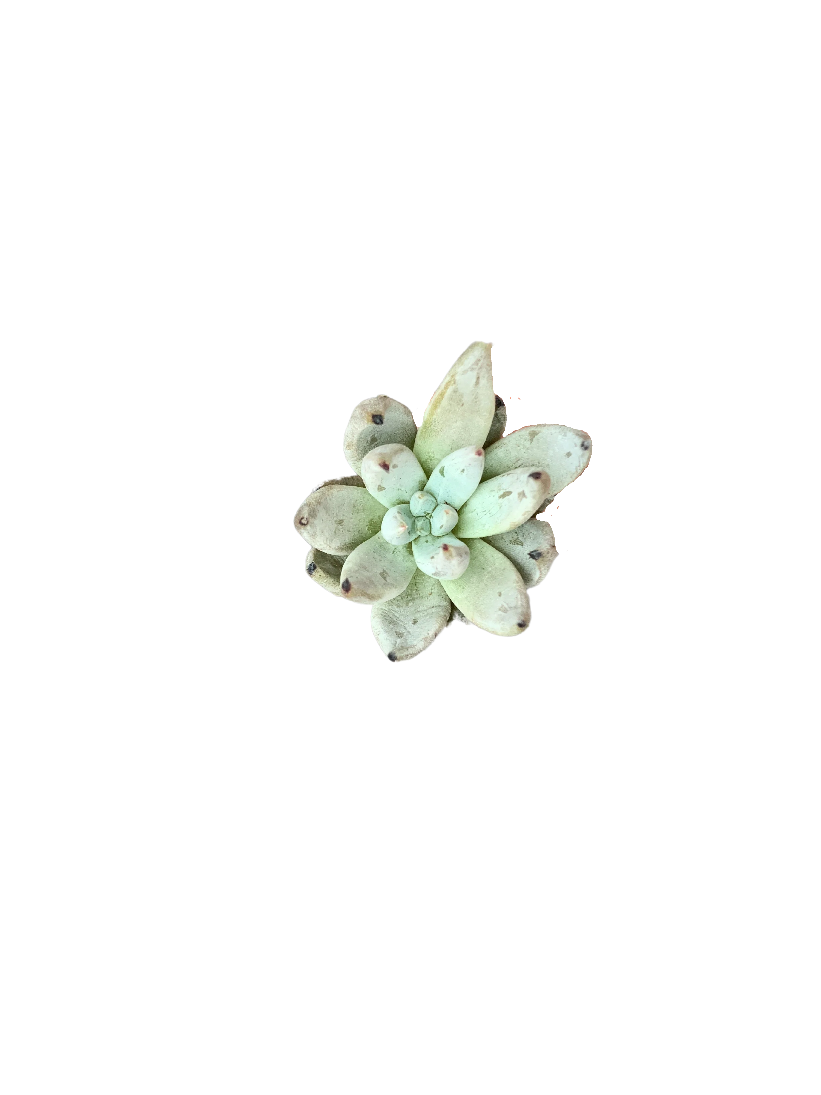 Echeveria Unguiculata