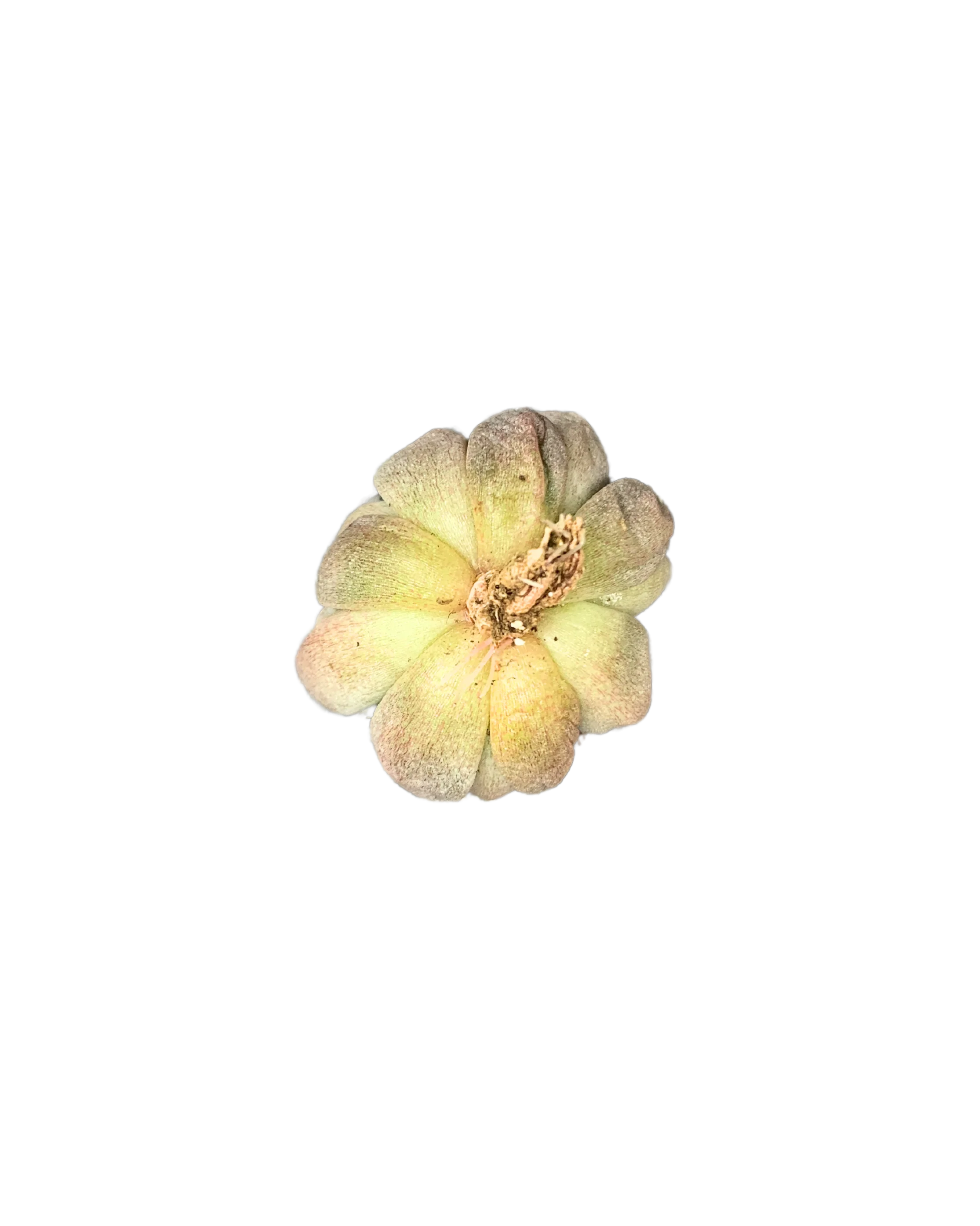 Echeveria Unguiculata - Image 2