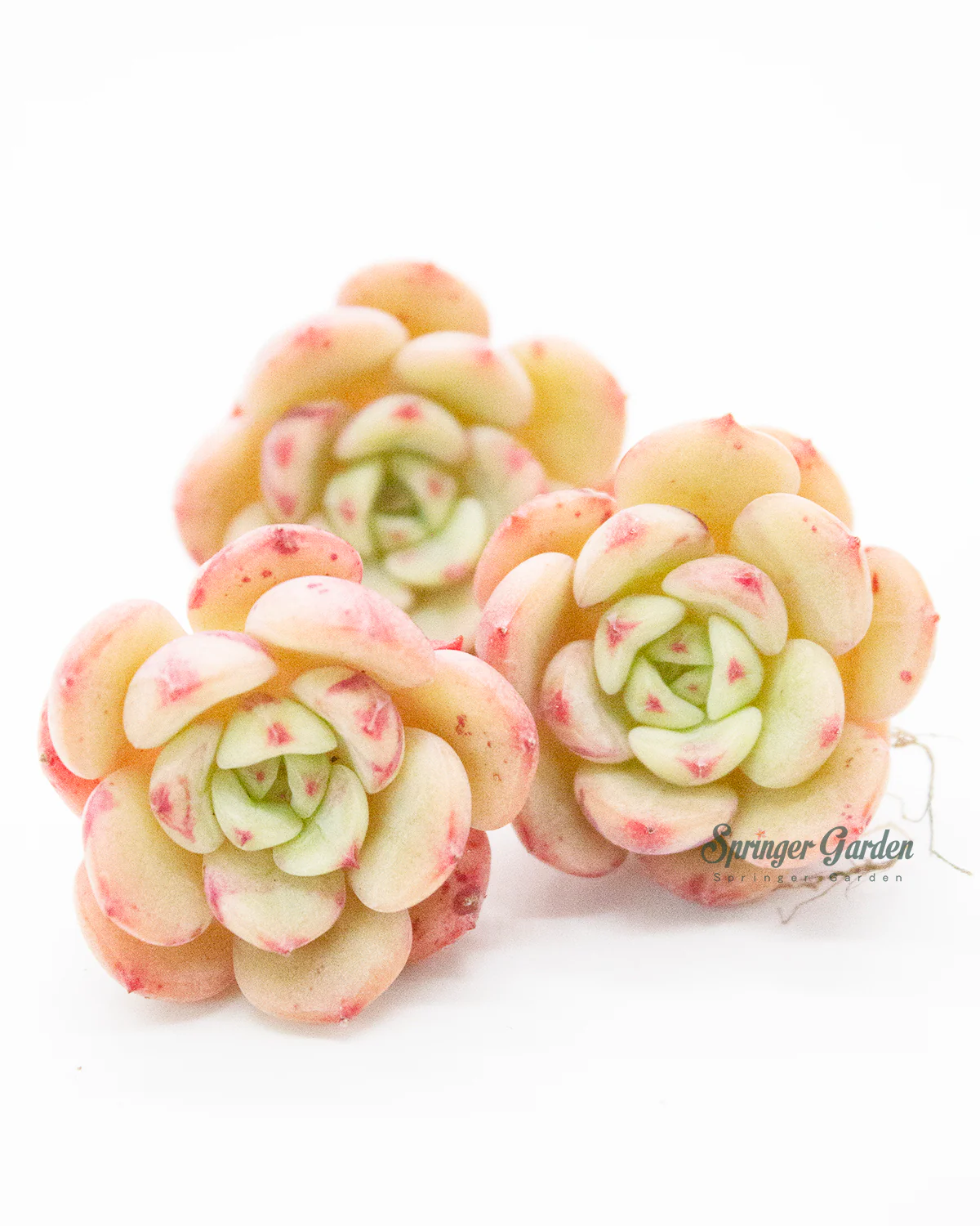Echeveria Victory - Image 4