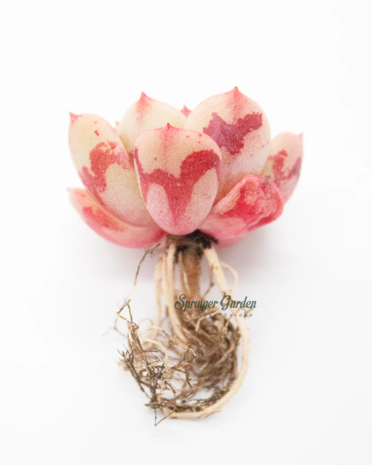 Echeveria Victory - Image 5