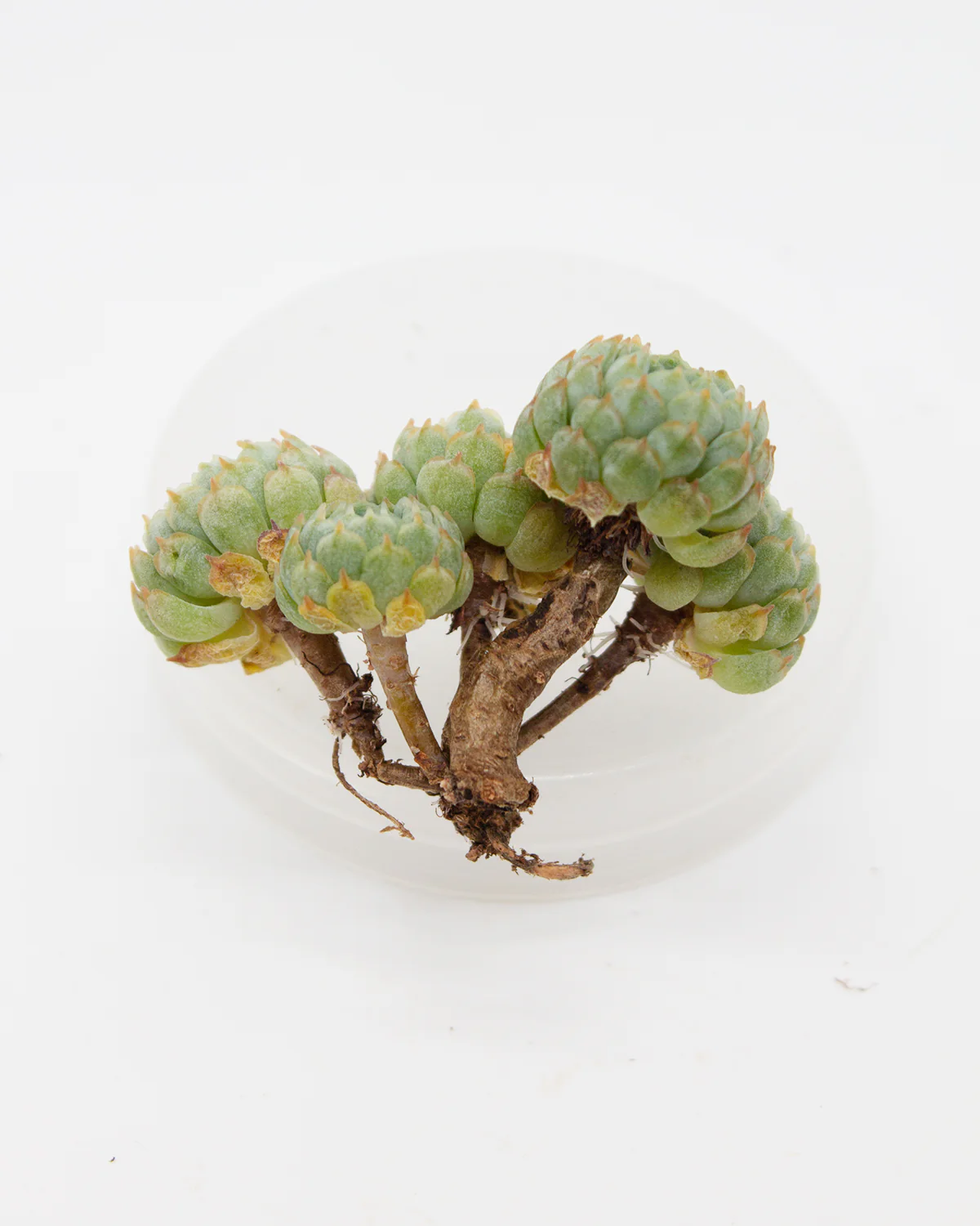 Echeveria Vincent Catto - Image 2