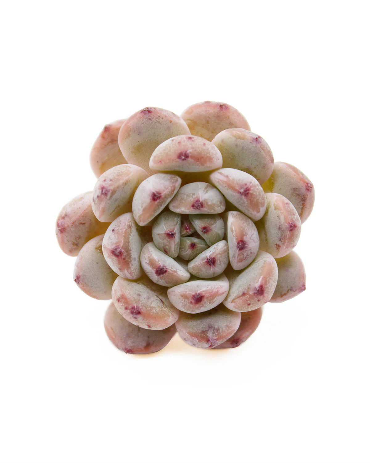 Echeveria Viyant - Image 2