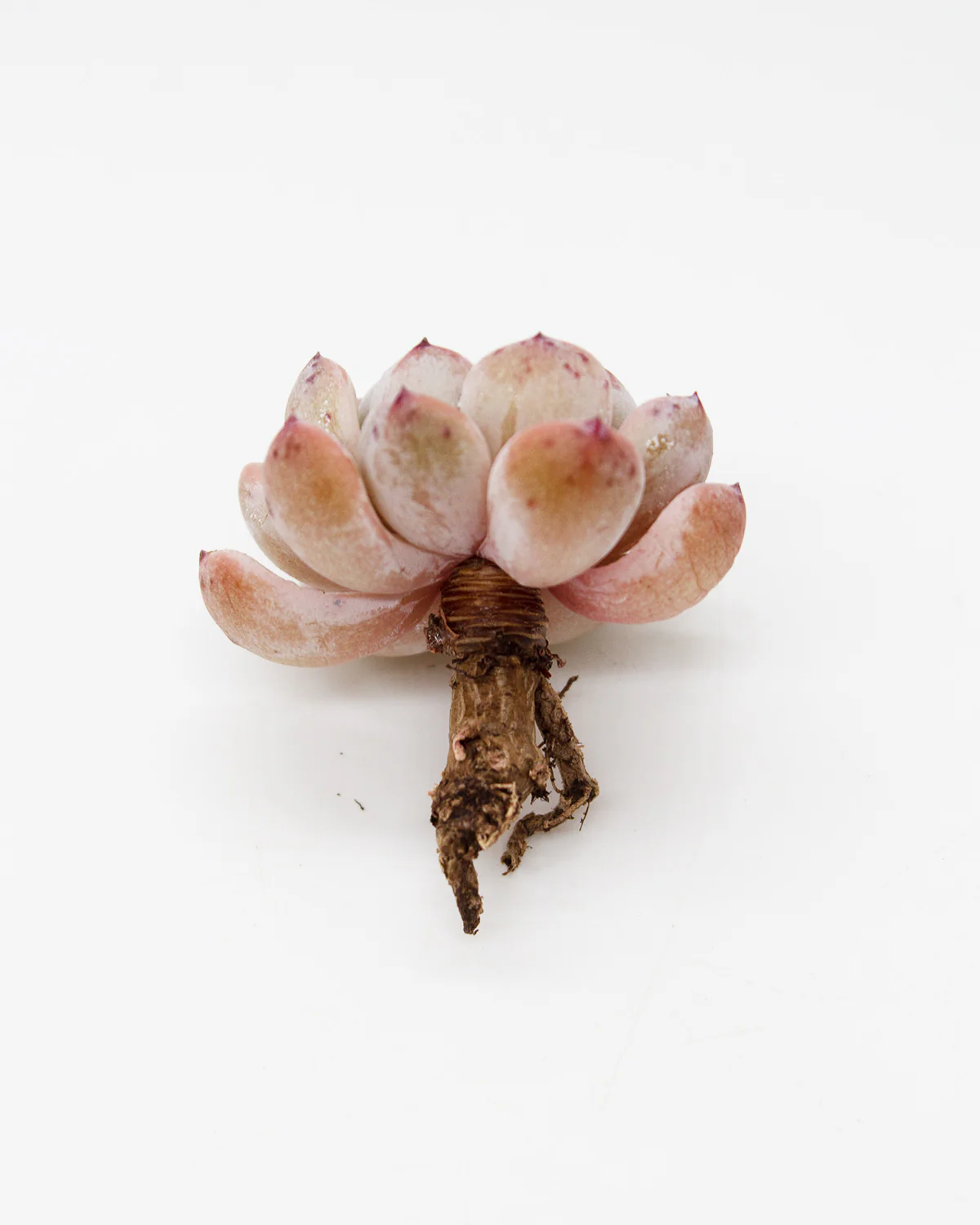 Echeveria Viyant - Image 3