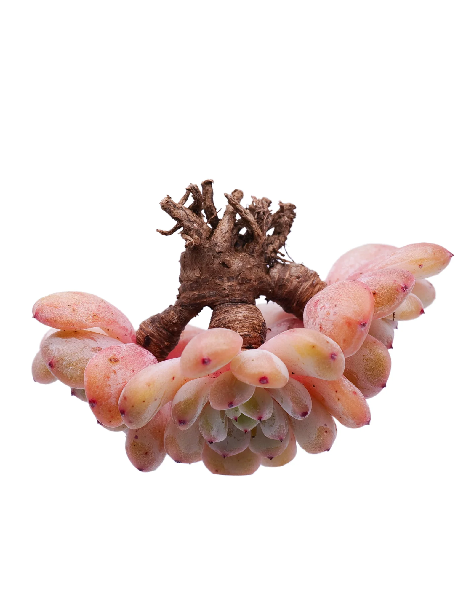Echeveria Viyant - Image 4