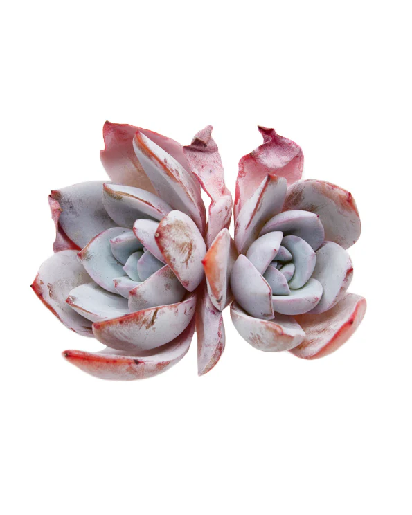 Echeveria White Lover - Image 3