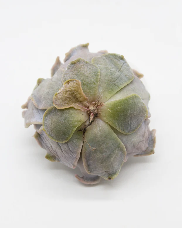 Echeveria White Madiba - Image 2