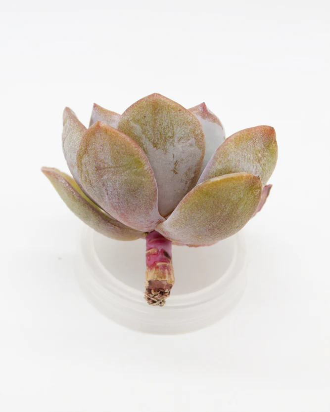 Echeveria White Tea - Image 2