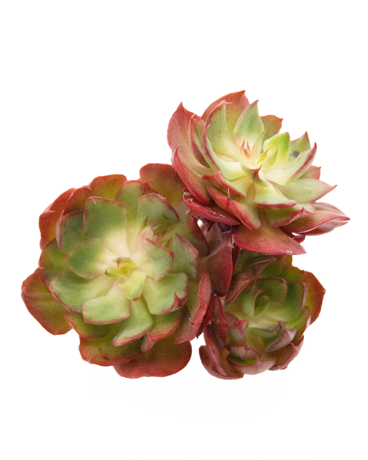 Echeveria Yangjin - Image 2