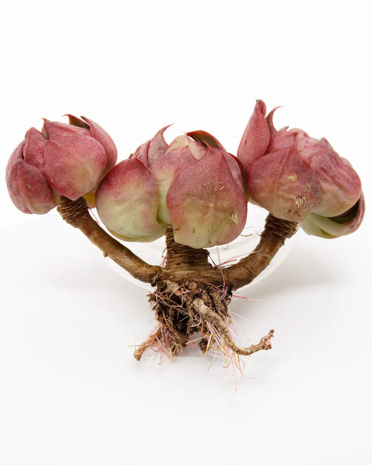 Echeveria Yangjin - Image 3