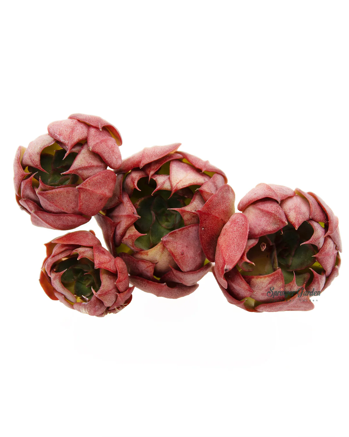 Echeveria Yangjin - Image 4