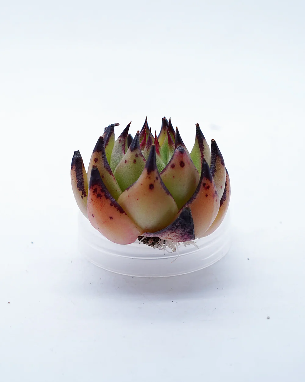 Echeveria Yellow Ebony - Image 2