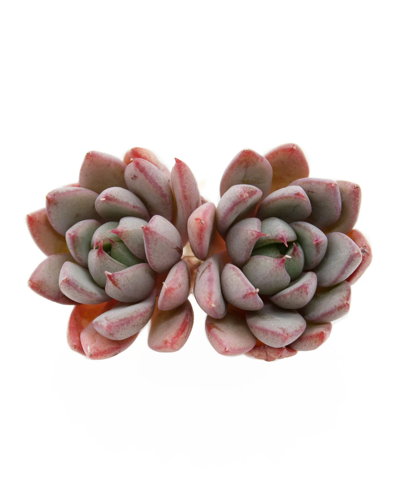 Echeveria Yeomiwol