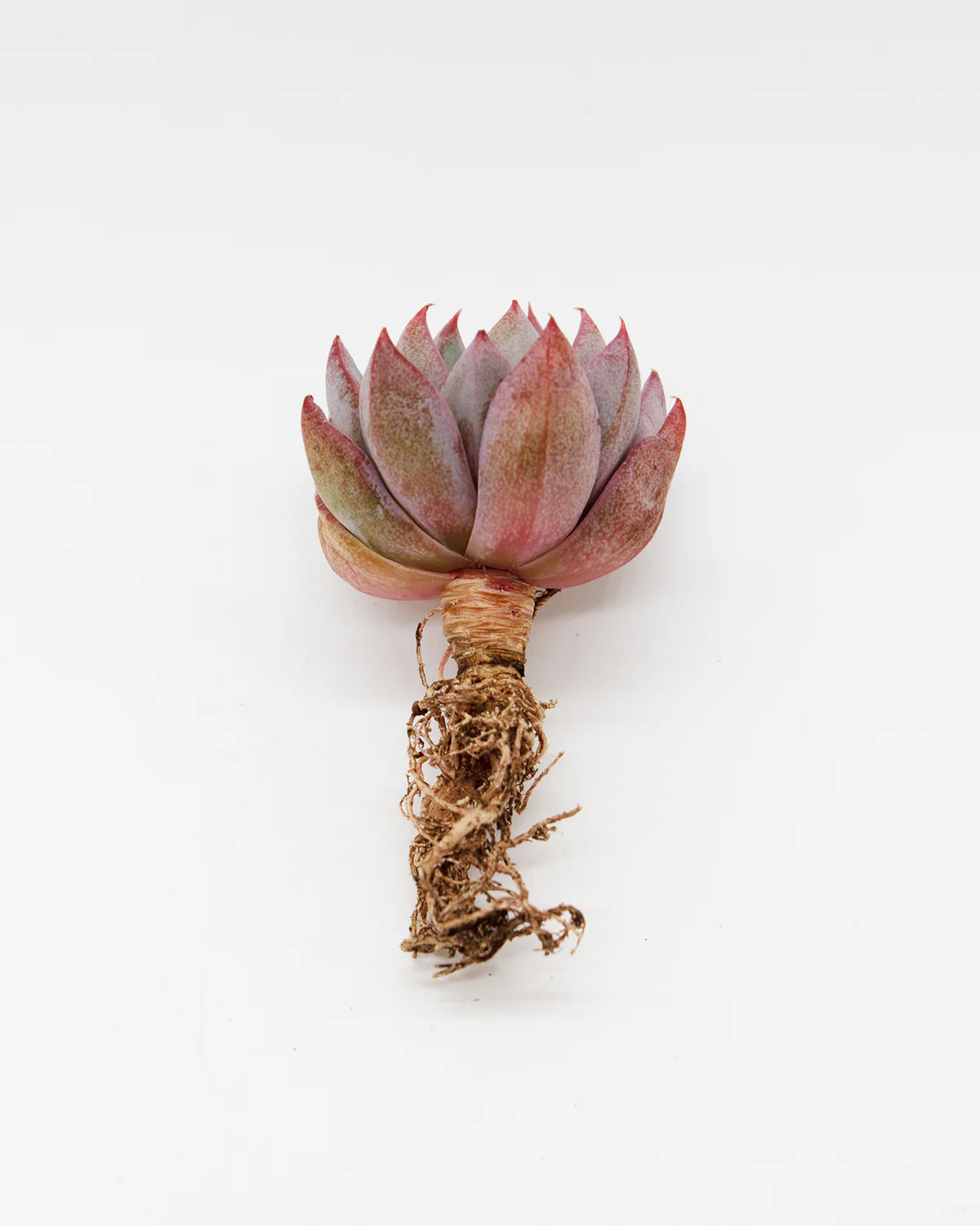 Echeveria Yeomiwol - Image 2