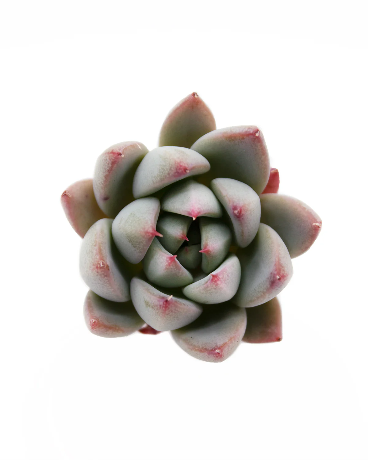 Echeveria Yeomiwol - Image 4