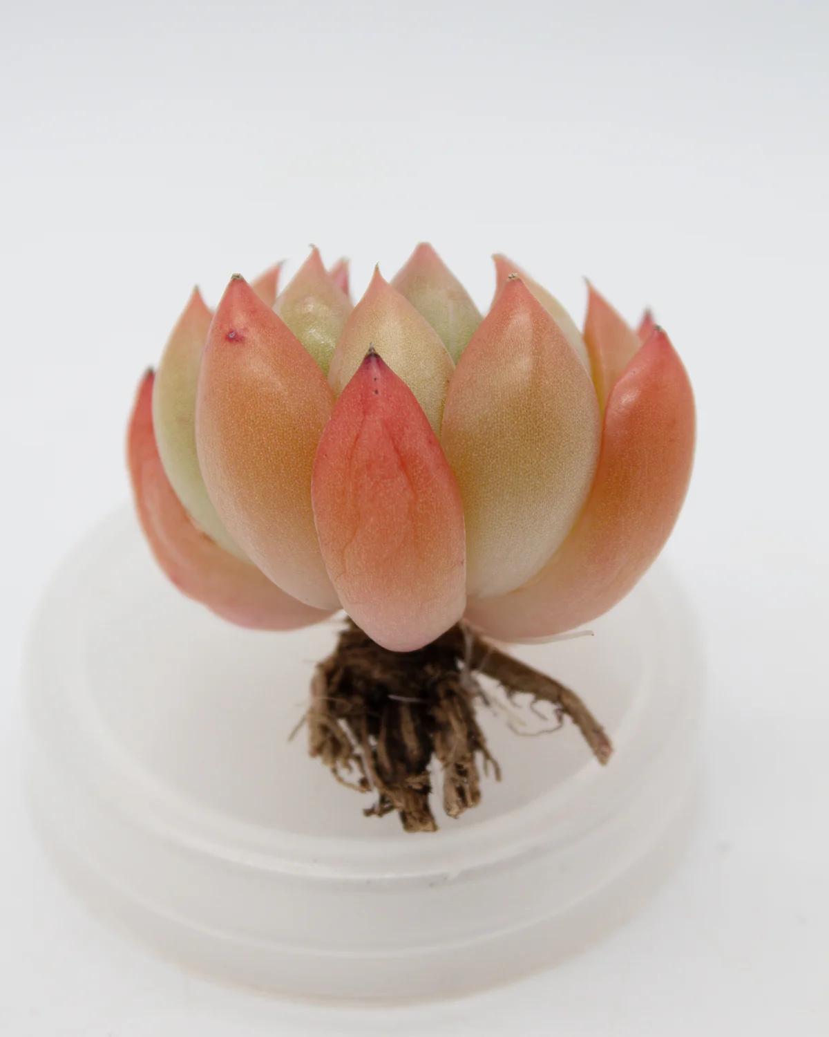 Echeveria Ziro - Image 2