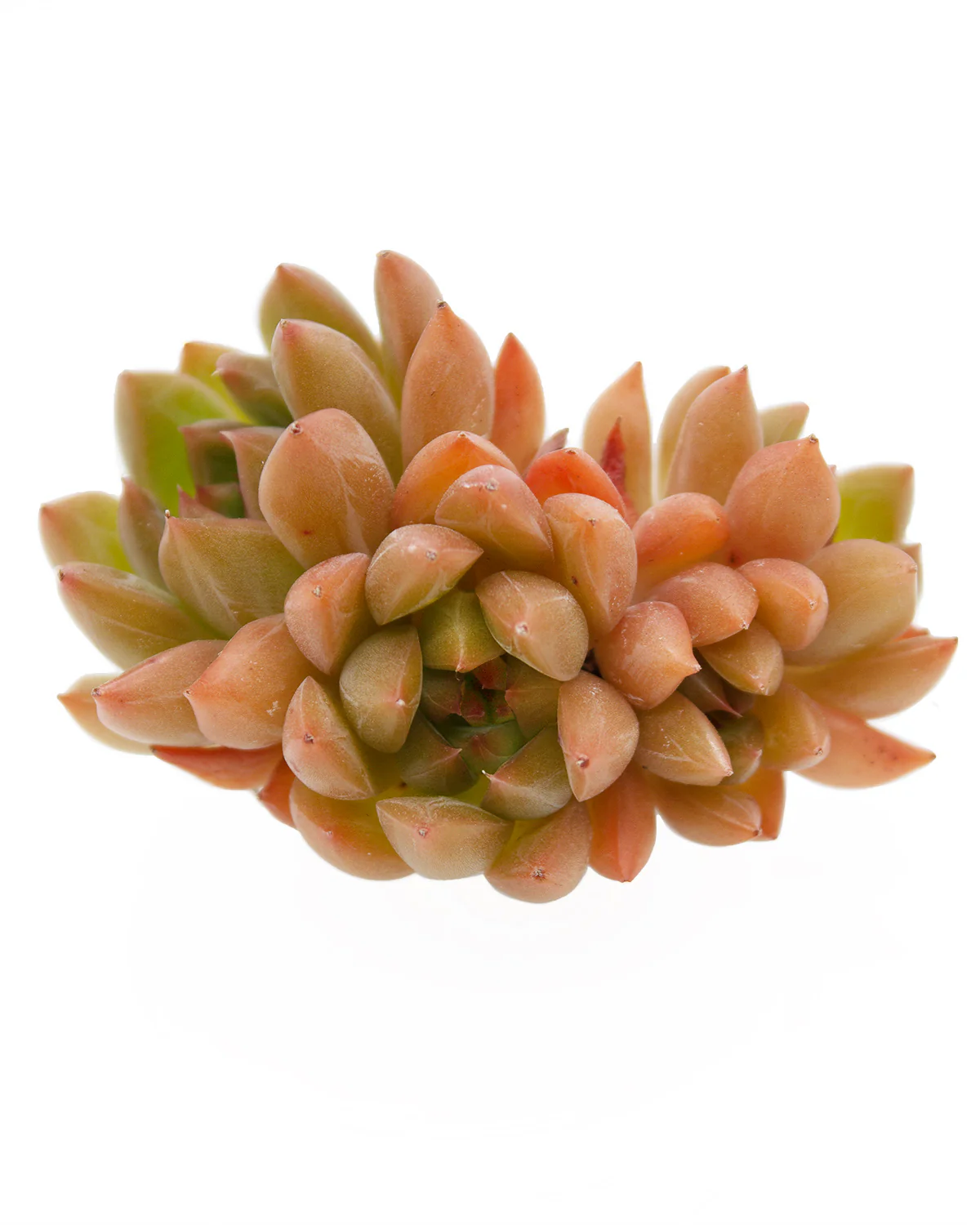 Echeveria Ziro - Image 3