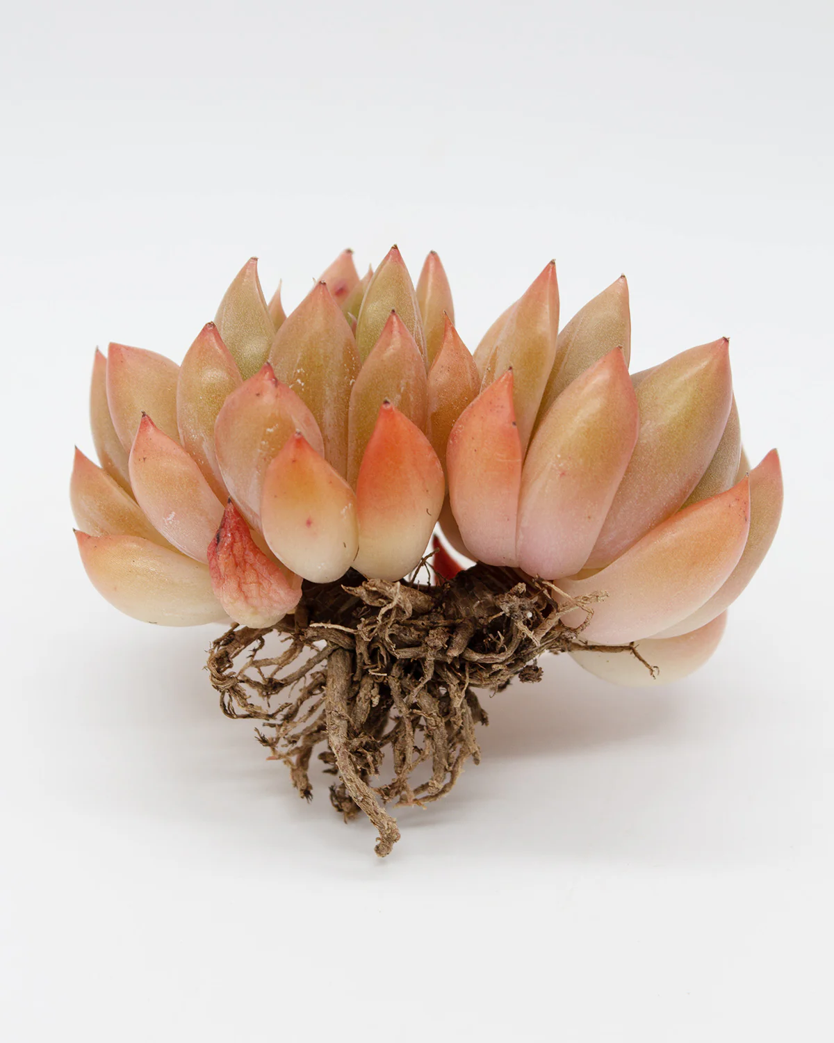 Echeveria Ziro - Image 4