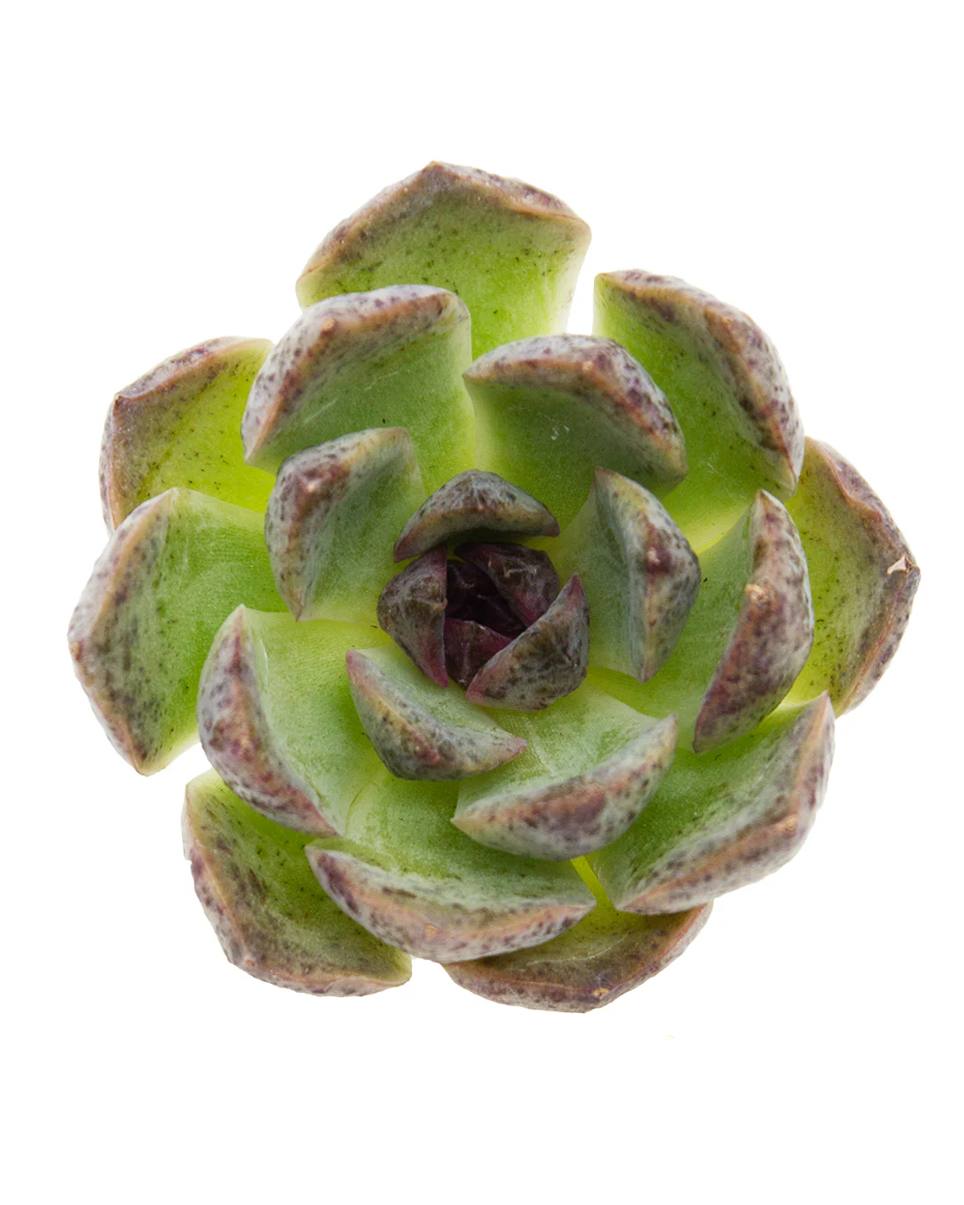 Echeveria Ziwei