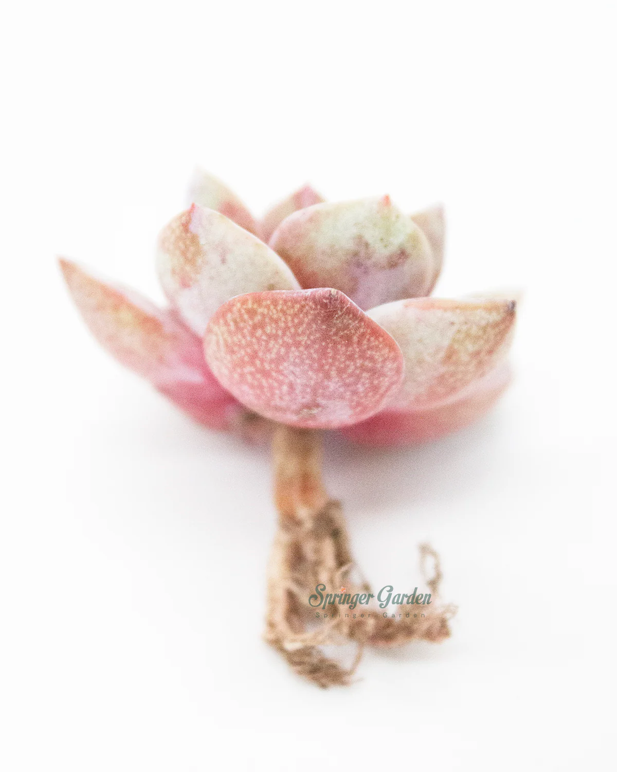 Echeveria German Champagne - Image 2