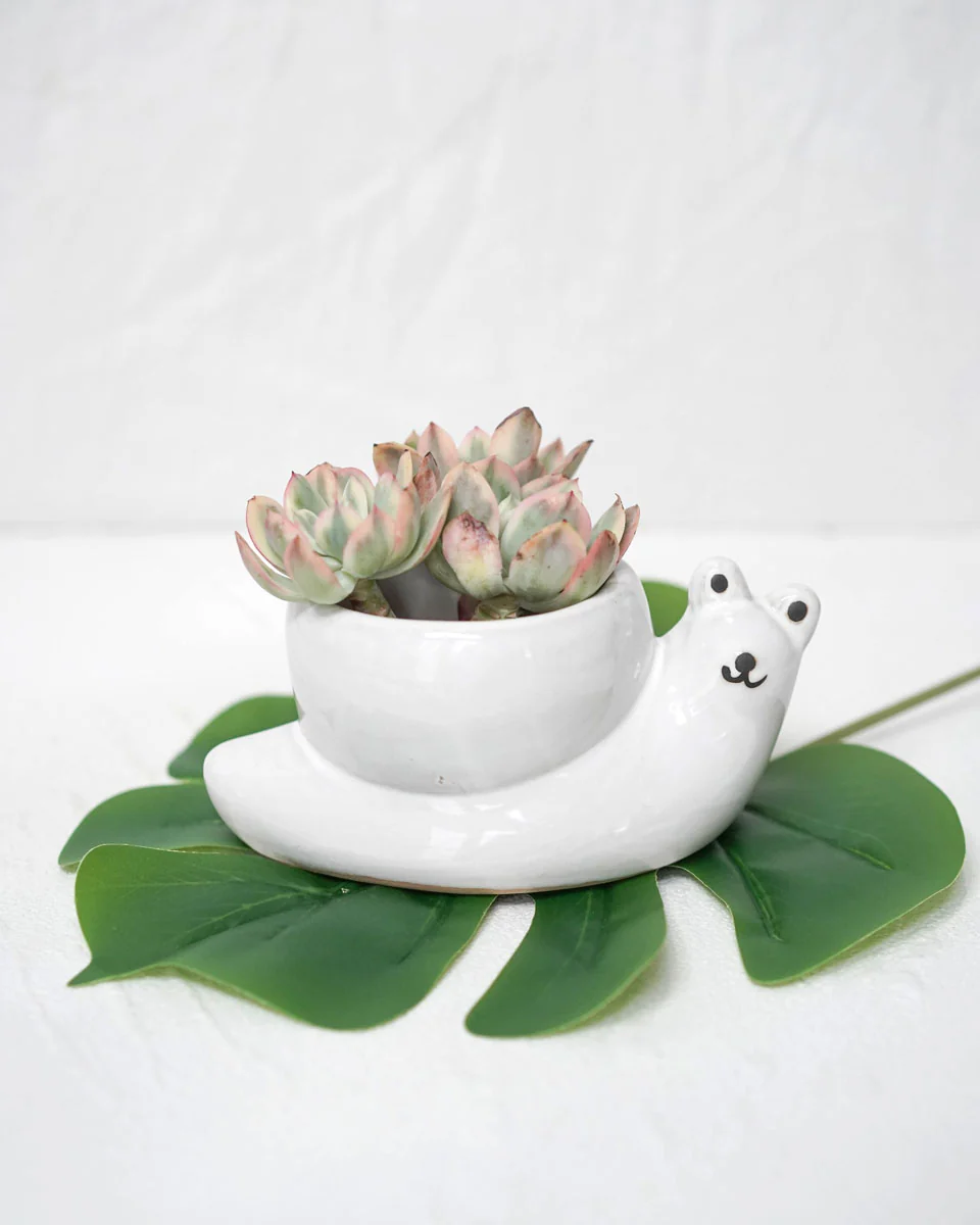 Glazed Snail - Image 5