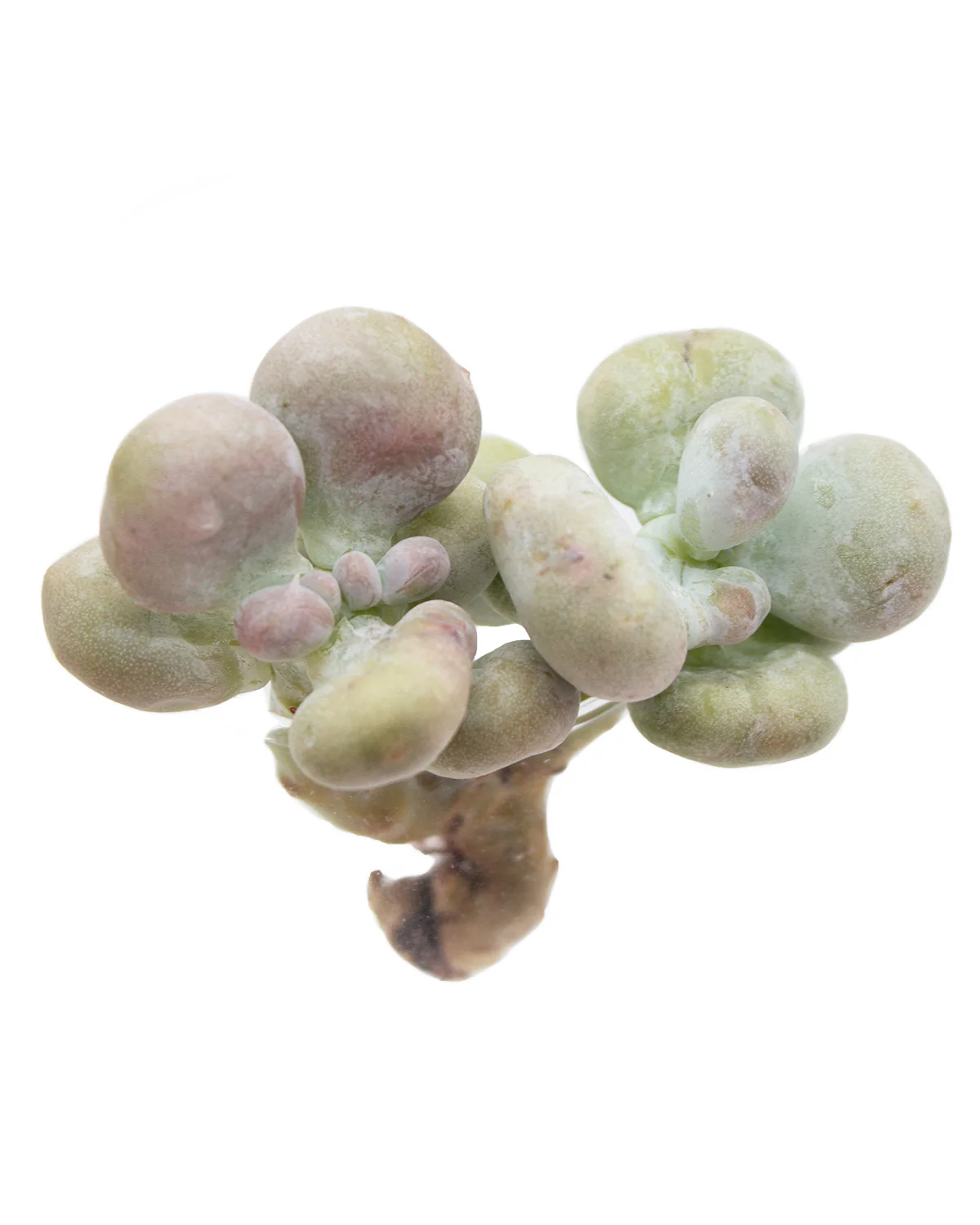 Graptopetalum Meat Ball