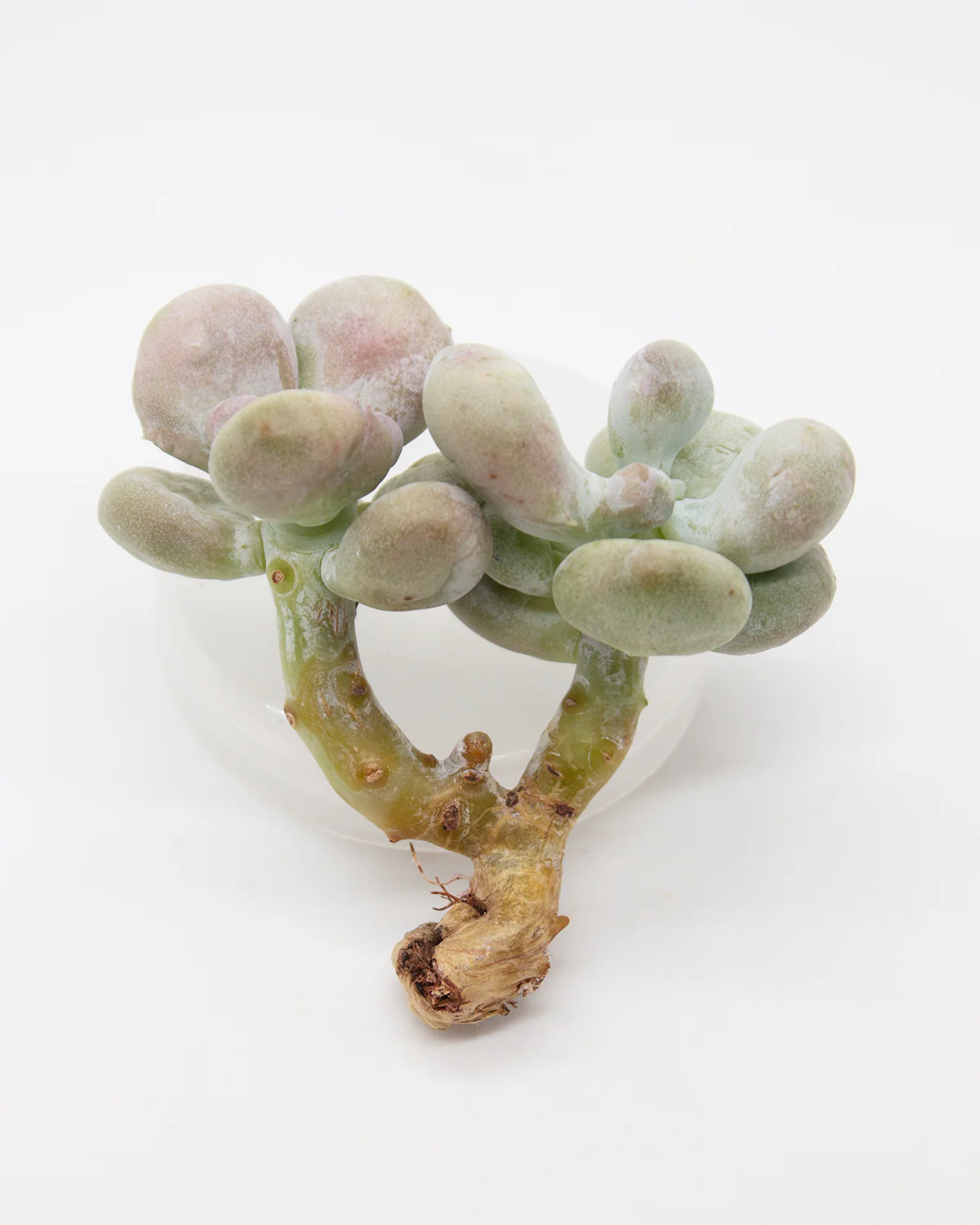 Graptopetalum Meat Ball - Image 2
