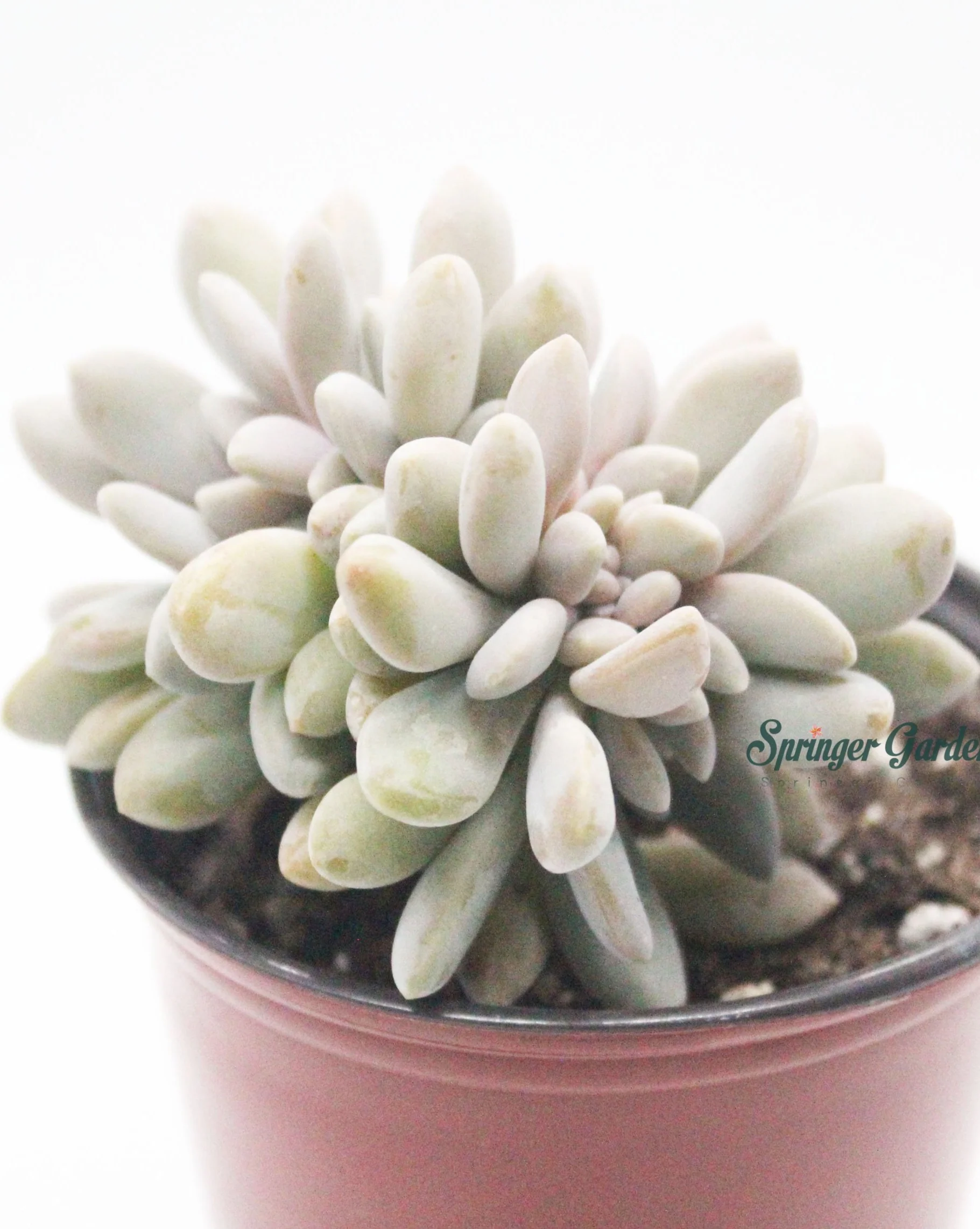 Graptopetalum 'Lavender Pebbles Crested Form' - Image 2