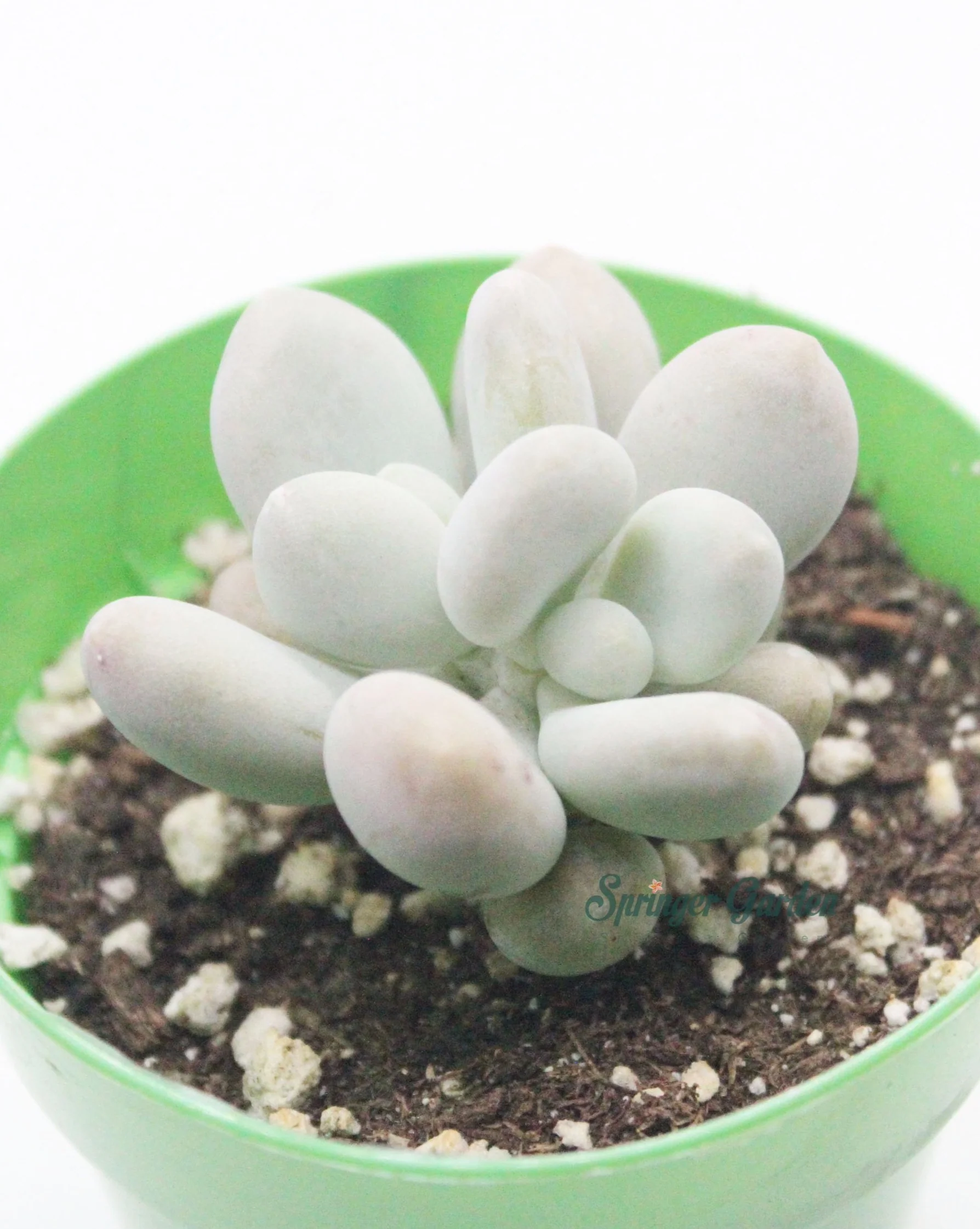 Pachyphytum cv. Momobijin - Image 2