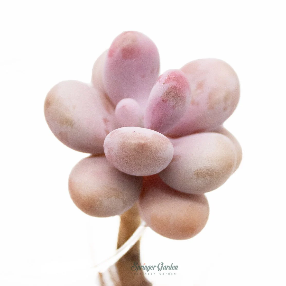 Graptopetalum Amethystium - Image 2