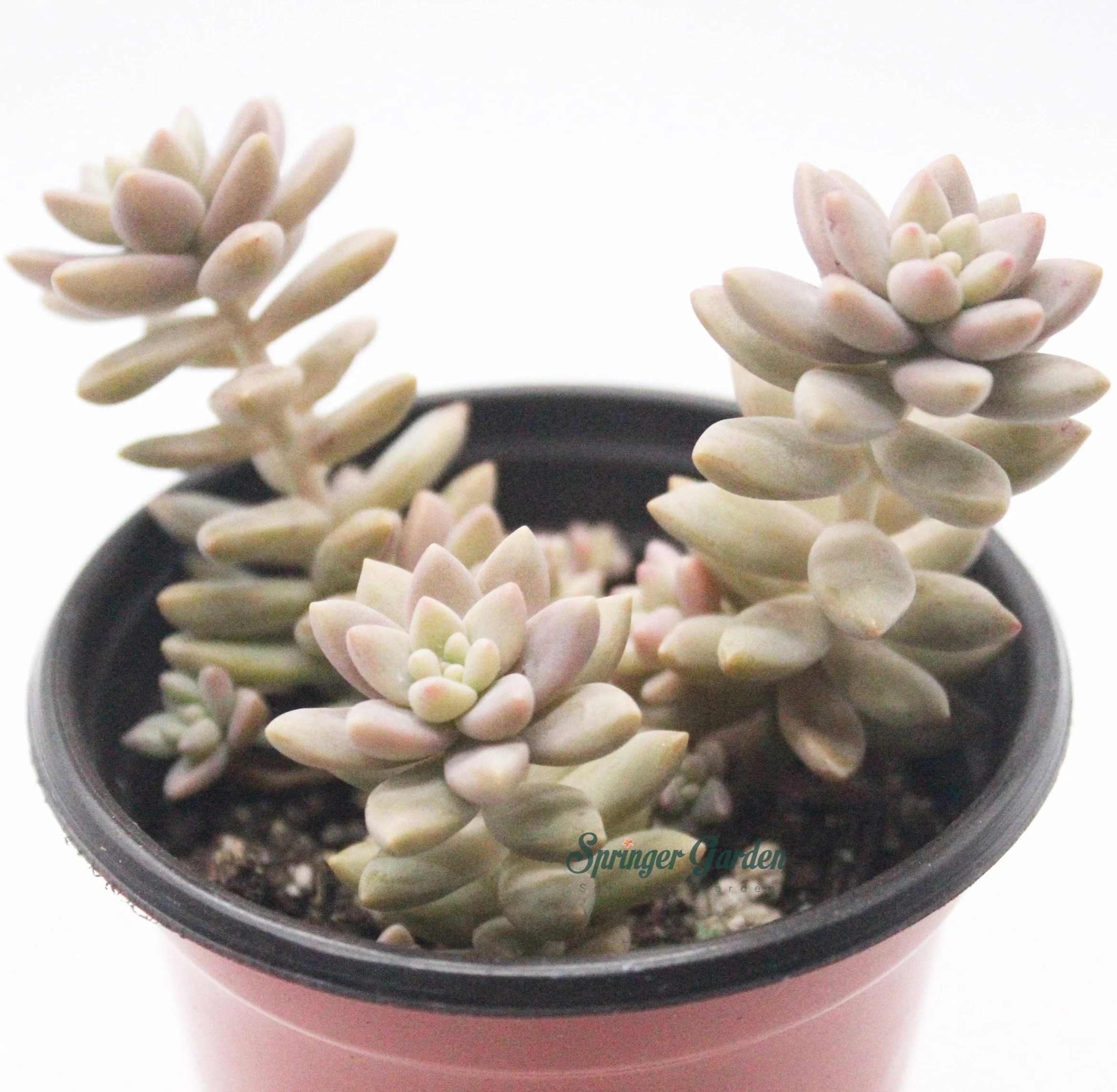 Graptopetalum Mirinae - Image 2