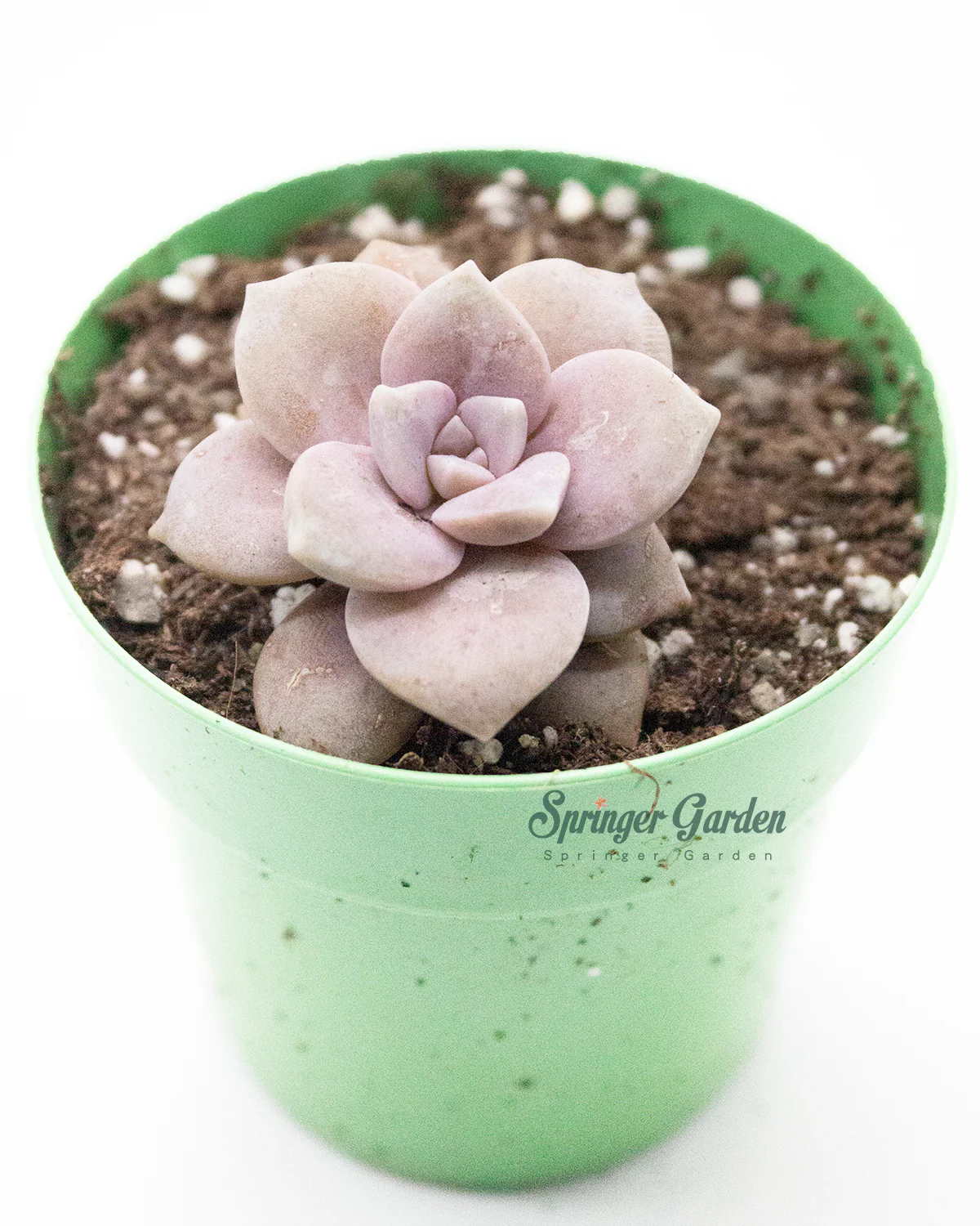Graptopetalum superbum (Kimnach) Acev.-Rosas - Image 2