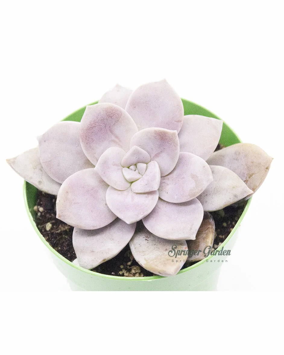 Graptopetalum superbum (Kimnach) Acev.-Rosas - Image 3