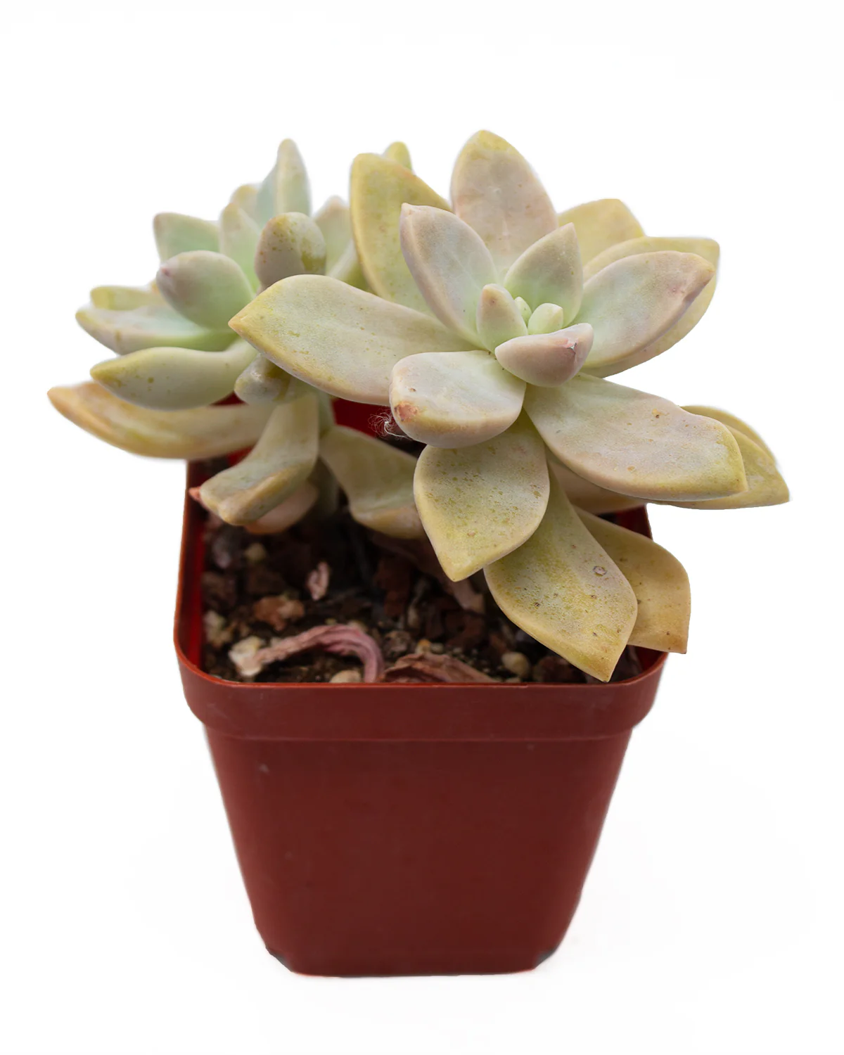 Graptopetalum Ghosty - Image 3