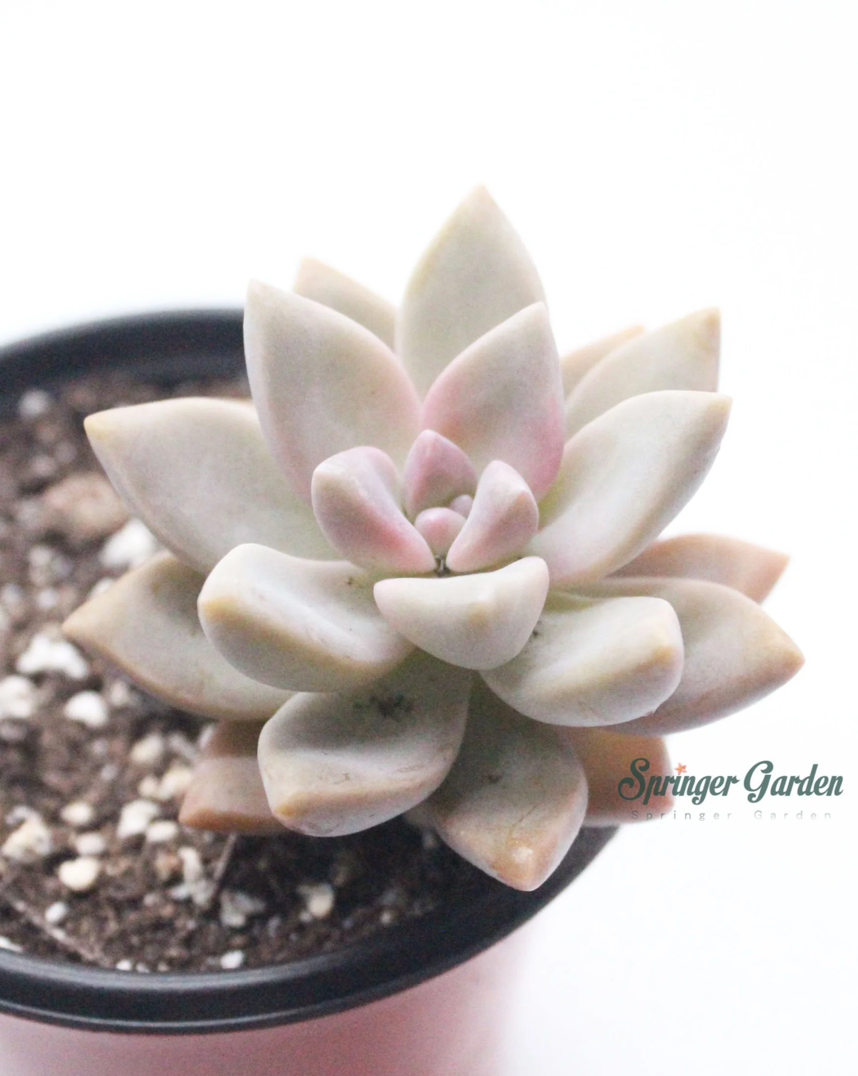 Graptopetalum Ghosty - Image 4