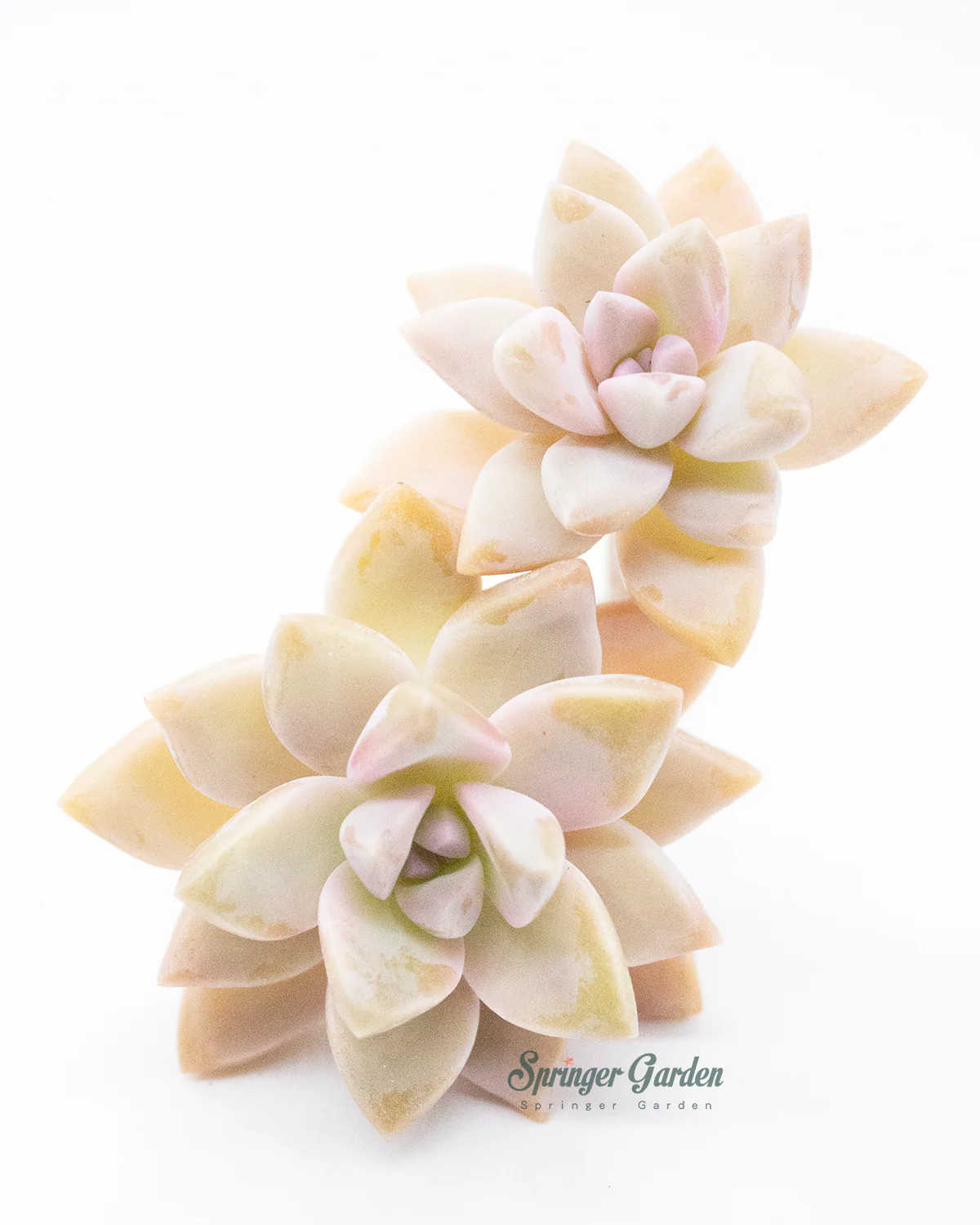 Graptosedum Ghosty - Image 2