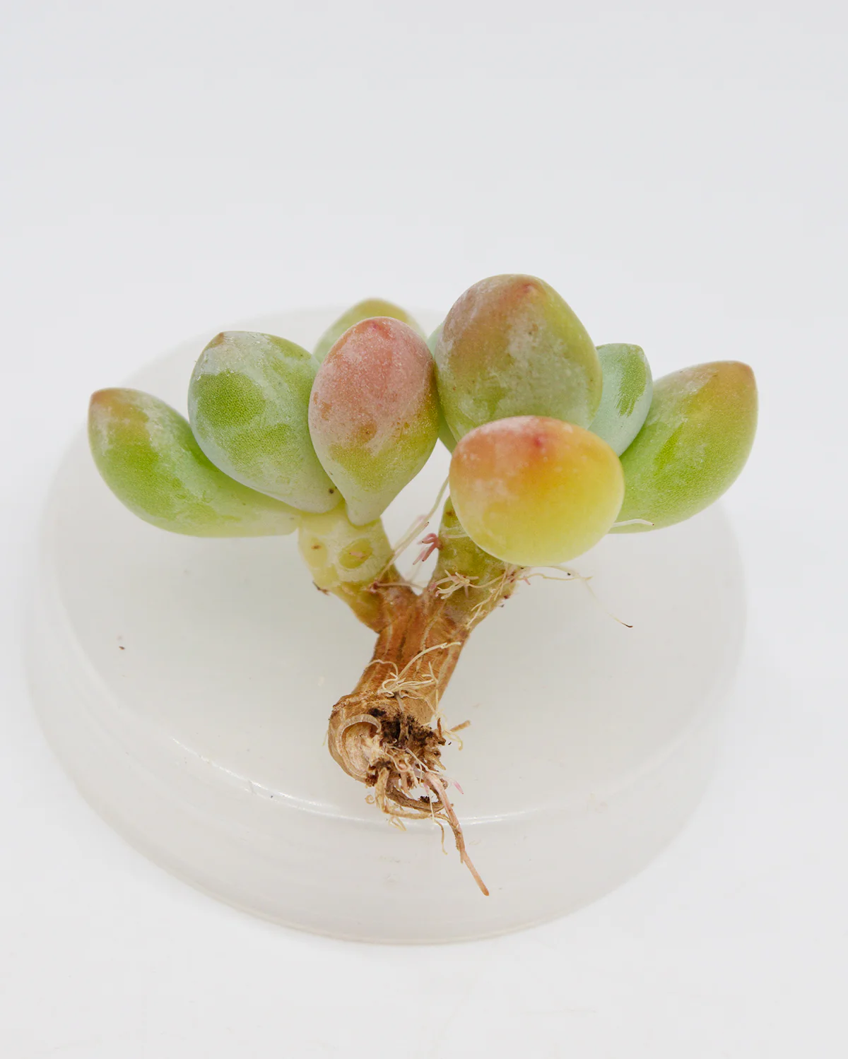 Graptosedum Luoshen - Image 2